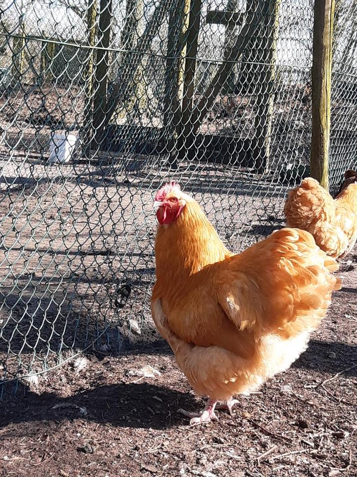 orpington broedeieren, Dieren en Toebehoren, Pluimvee, Kip, Geslacht onbekend