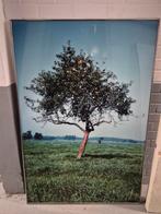 Ingelijste afbeelding boom in landschap, Ophalen of Verzenden