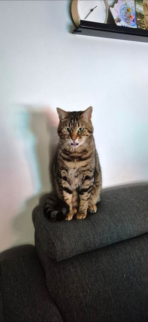 Kater, kruising Bengaalse kat en zwarte huiskat, Kater