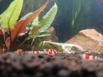 Jonge Caridina Crystal Red garnalen op leidingwater!, Kreeft, Krab of Garnaal, Zoetwatervis, Schoolvis
