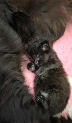 Mainecoon x Noorse boskat kittens, Dieren en Toebehoren, Katten en Kittens | Raskatten | Langhaar, 0 tot 2 jaar
