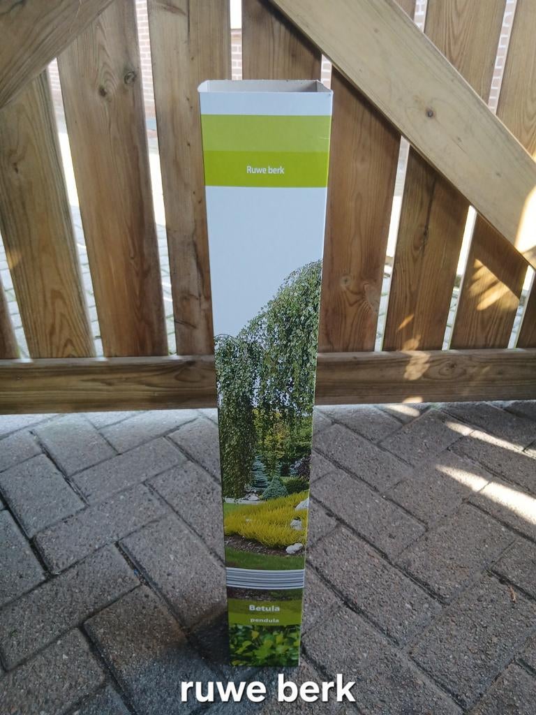 Ruwe berk en Gewone esdoorn (samen), Tuin en Terras, Planten | Bomen, Ophalen of Verzenden