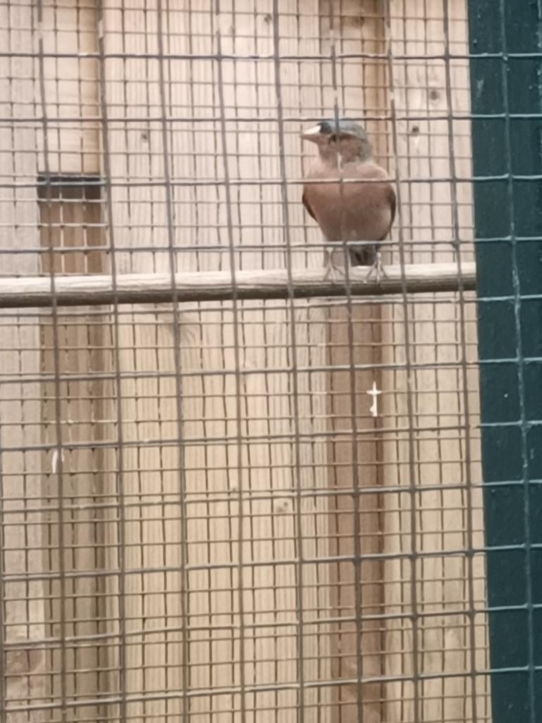 Een mooie boekvinkman van 2025, Mannelijk, Wildzangvogel, Geringd