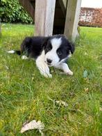 Border collie pups, 8 tot 15 weken, Collie, Parvo, Meerdere