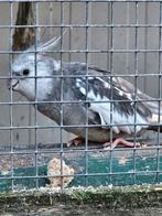 Valkparkiet man, Dieren en Toebehoren, Vogels | Parkieten en Papegaaien, Mannelijk, Parkiet, Tam