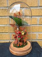 Geprepareerde baardvogel in een glazen stolp., Verzamelen, Ophalen of Verzenden, Zo goed als nieuw, Vogel, Opgezet dier