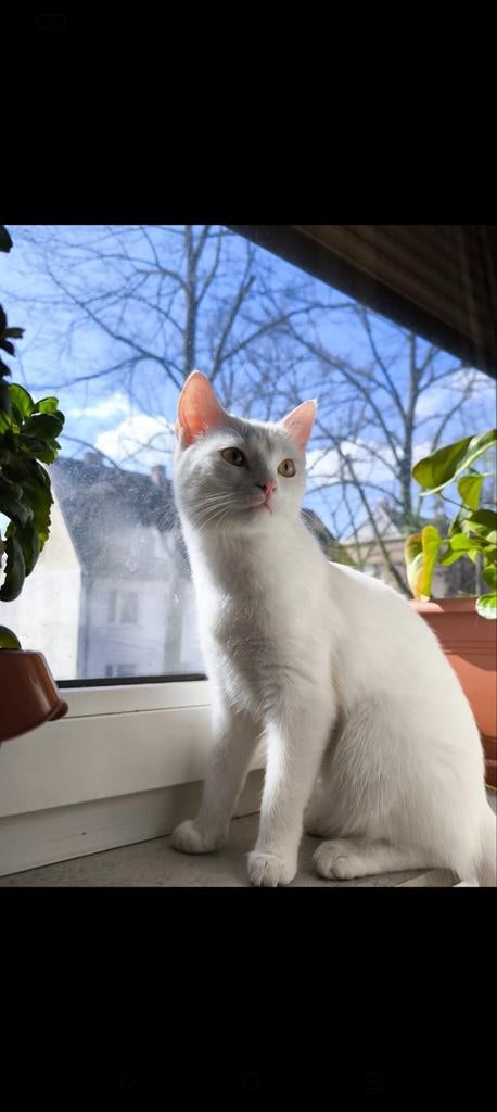 Gratis lieve poes 9 maanden, Dieren en Toebehoren, Katten en Kittens | Overige Katten, Poes