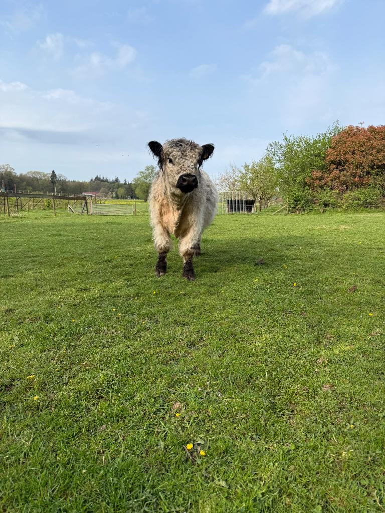 Prachtige black painted white Galloway dek stier Aron, Mannelijk