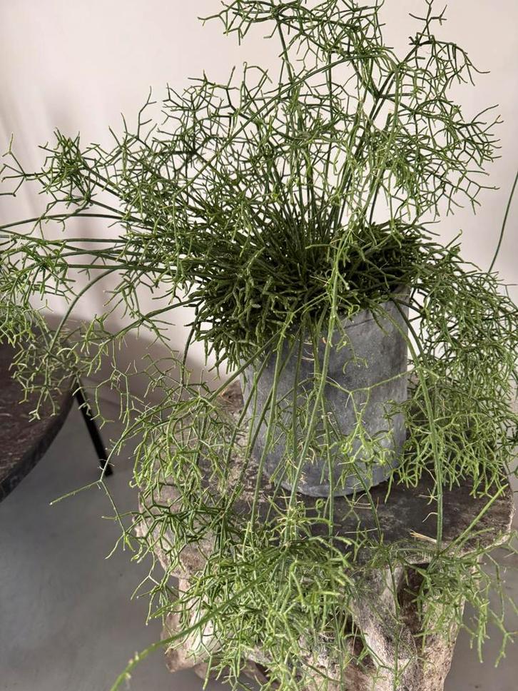 Gróte zeer super gezonde RHIPSALIS plant topkwaliteit, Huis en Inrichting, Kamerplanten, Minder dan 100 cm, Halfschaduw, Ophalen