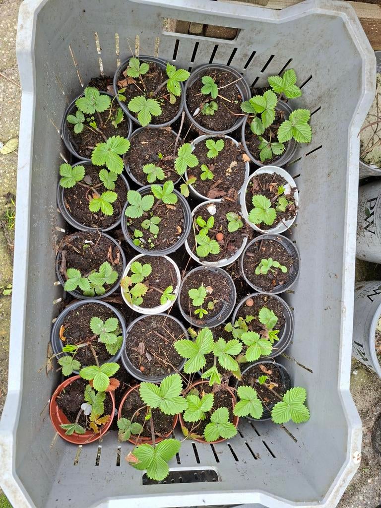 Aardbeien planten 21stuks., Ophalen, Volle zon, Knol