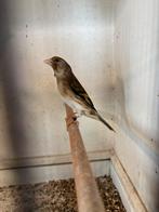 Bastaard putters, Dieren en Toebehoren, Mannelijk, Bastaard