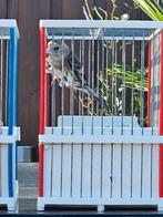 Putter x kanarie, Mannelijk, Wildzangvogel