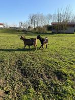 Een geitje en een bokje dwerg geit, Dieren en Toebehoren, Meerdere dieren, Geit