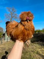 USA zijdehoen broedeitjes, Dieren en Toebehoren, Pluimvee, Meerdere dieren, Kip