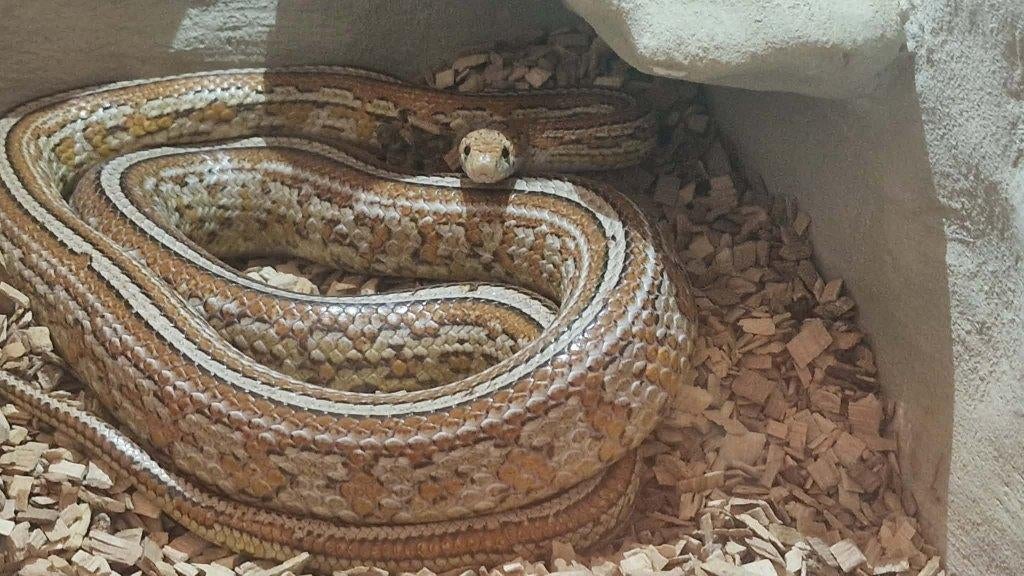 TOP AANBIEDING – Rattenslang (man) 1.40m – SNEL WEG! Rat Snake - unknown for sale from Bartosz Kornak