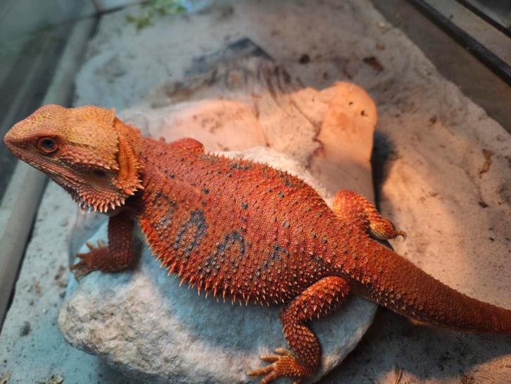 High Red Hypo Blue Tiger gen stripe baardagaam 9 maanden Bearded Dragon - male for sale from hobby kweker DB Dragons