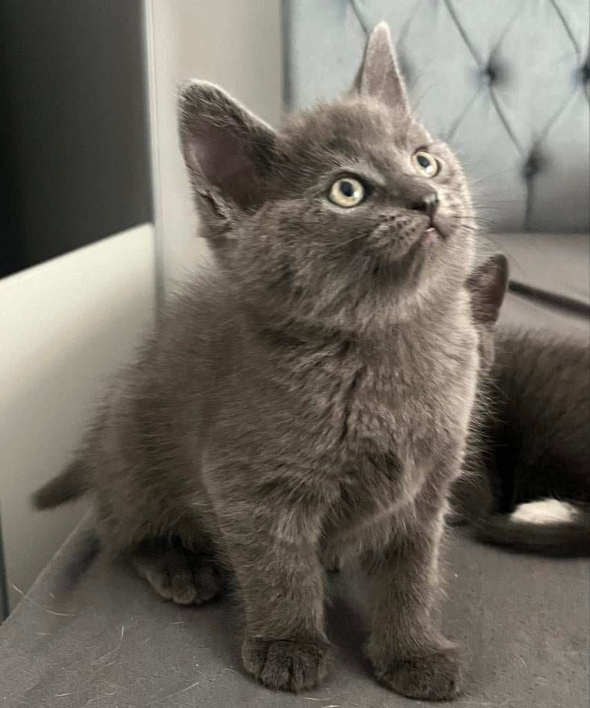 Drie britse kortharen te koop, Meerdere dieren, Kortharig, 0 tot 2 jaar