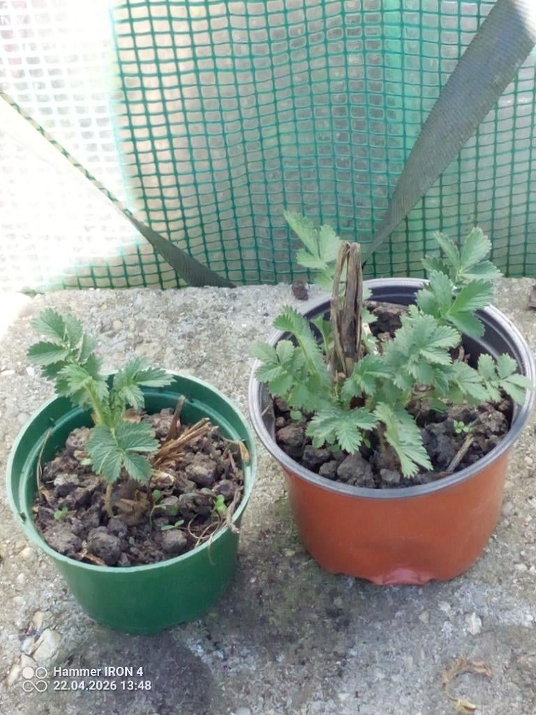 Agrimonie plantjes, Tuin en Terras, Ophalen, Vaste plant, Halfschaduw, Kruiden