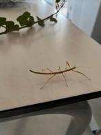 Wandelende takken voor Kika, Dieren en Toebehoren, Wandelende tak