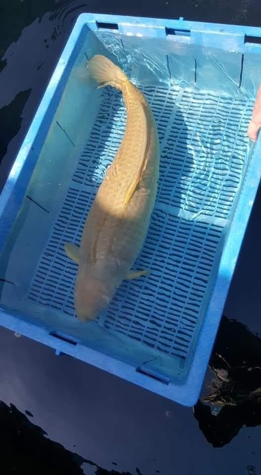 Chagoi 55-60 cm, Dieren en Toebehoren, Vissen | Vijvervissen, Karper of Koi