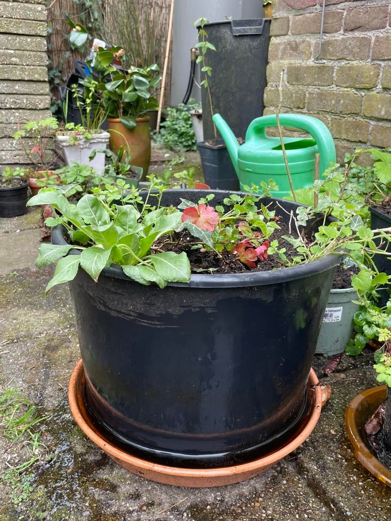 Inheemse tuinplanten in grote pot. Verrassingsbloempot ZON, Tuin en Terras, Planten | Tuinplanten, Ophalen, Overige soorten