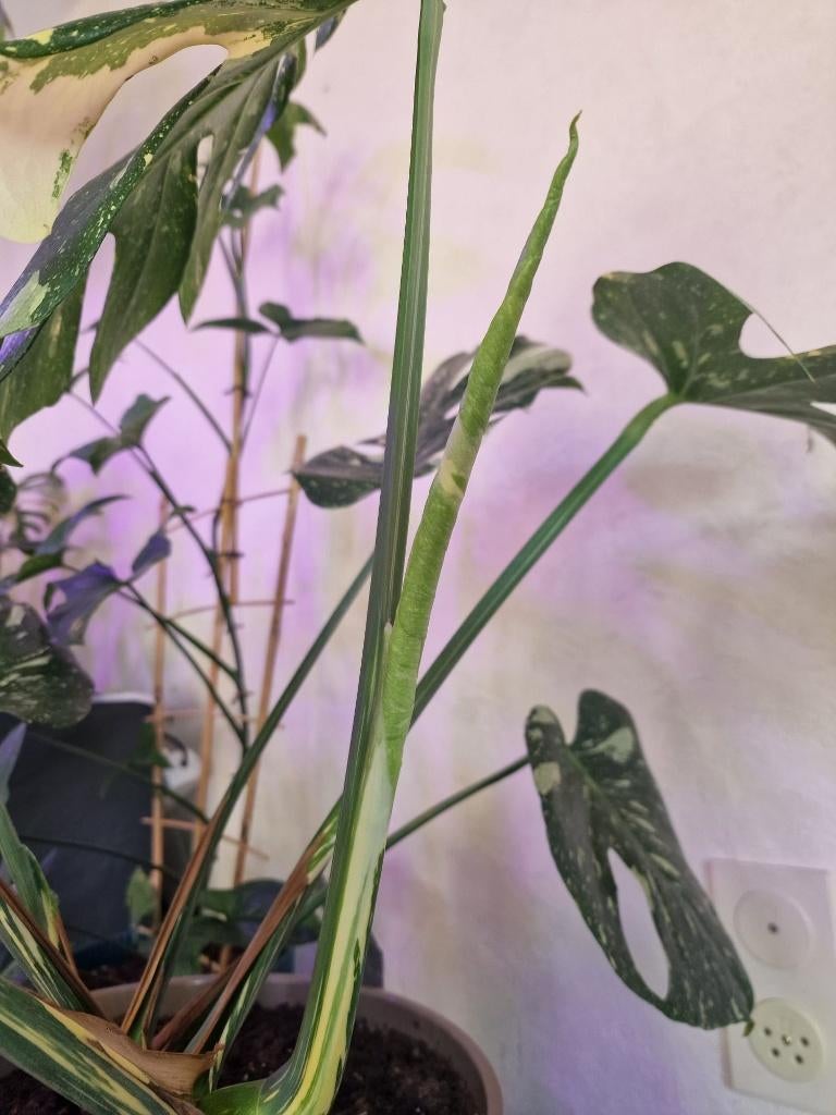 Monstera (Gatenplant) Thai Constellatio, Ophalen, Halfschaduw, Minder dan 100 cm