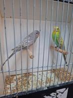 bfdf/bw x df/bf/bw/blauw, Meerdere dieren, Parkiet, Geringd