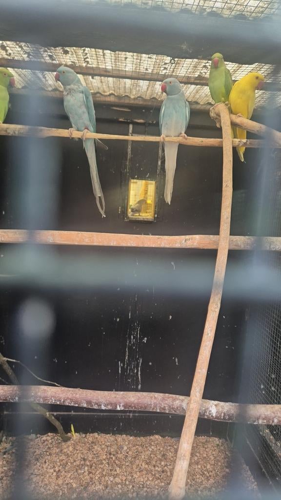 Halsbandparkieten, Dieren en Toebehoren, Vogels | Parkieten en Papegaaien, Meerdere dieren, Parkiet