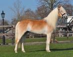 mooie luxe Haflinger ruin 5 jaar, E pony (1.48m - 1.57m), Met stamboom, B, Ruin