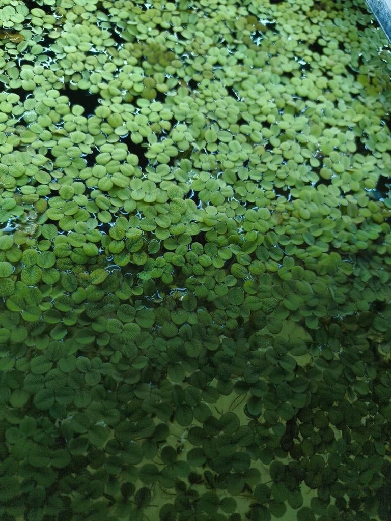 Drijfplantjes / kroos voor tropisch aquarium Salvinia Minima, Dieren en Toebehoren, Ophalen, Plant(en), Steen of Hout