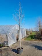 Amelanchier arborea 'Robin Hill' (Krentenboompje), Tuin en Terras, Planten | Bomen, Ophalen, Volle zon, Overige soorten