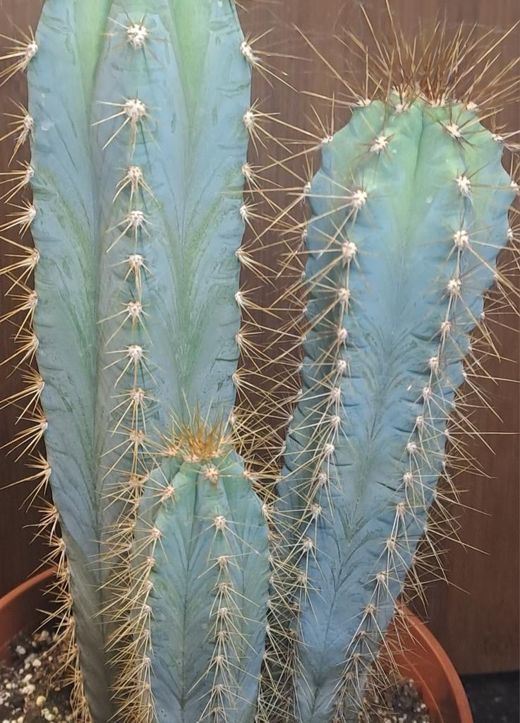Cactus, Ophalen of Verzenden, Cactus, Volle zon, Minder dan 100 cm