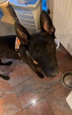 Hollandse herder, Dieren en Toebehoren, Honden | Herdershonden en Veedrijvers, HCC (leverziekte), Reu, 1 tot 2 jaar, Eén hond