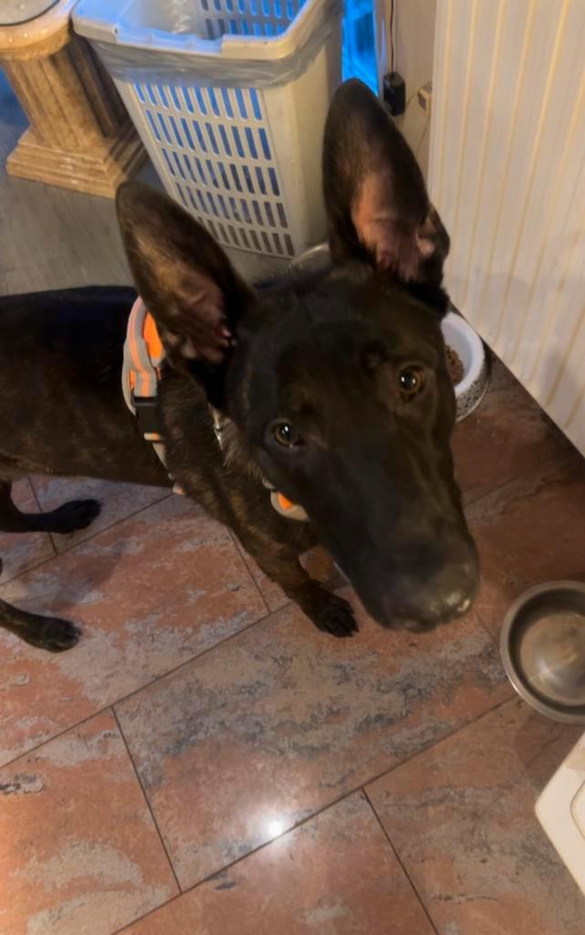 Hollandse herder, Dieren en Toebehoren, Honden | Herdershonden en Veedrijvers, Reu, Herder, Particulier, Eén hond, Nederland, 1 tot 2 jaar