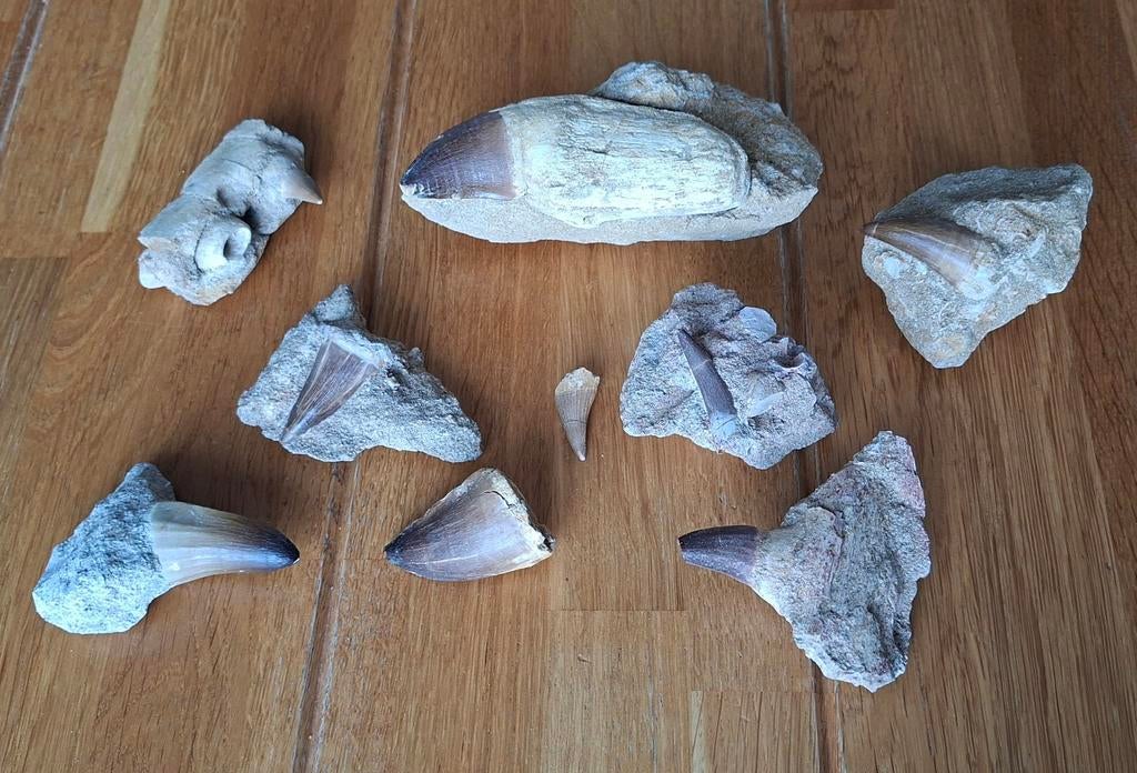 Set Mosasaurus / plesiosaurus fossielen Khouribga Marokko, Ophalen of Verzenden, Fossiel