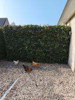 Grote klimop schutting gratis, Tuin en Terras, Schuttingen, Ophalen, Gebruikt, Hout