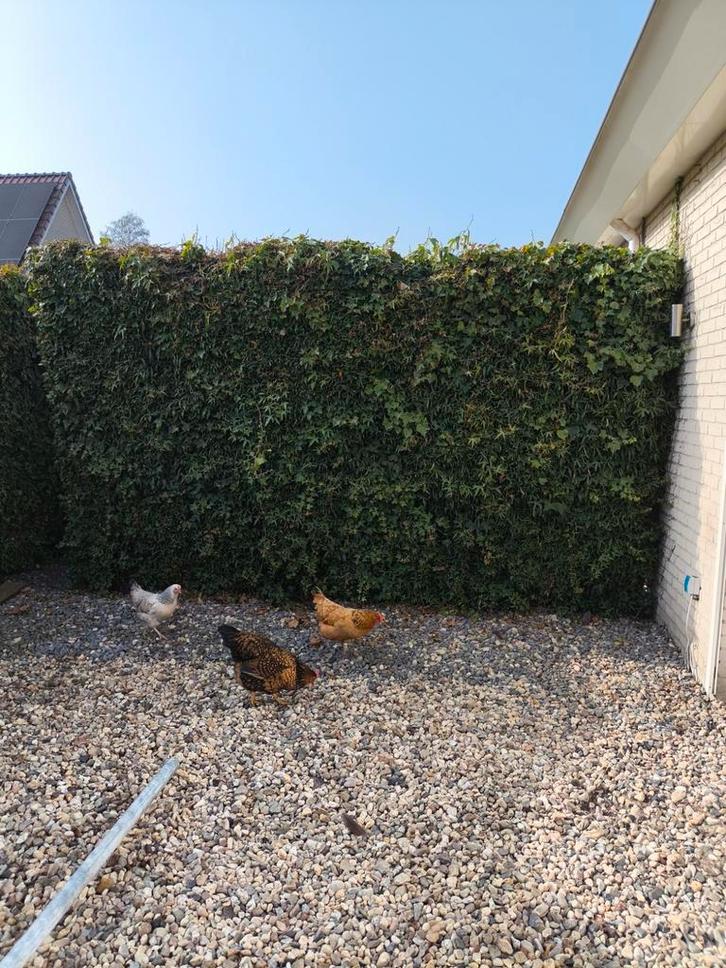 Grote klimop schutting gratis, Tuin en Terras, Schuttingen, Gebruikt, Hout, Ophalen