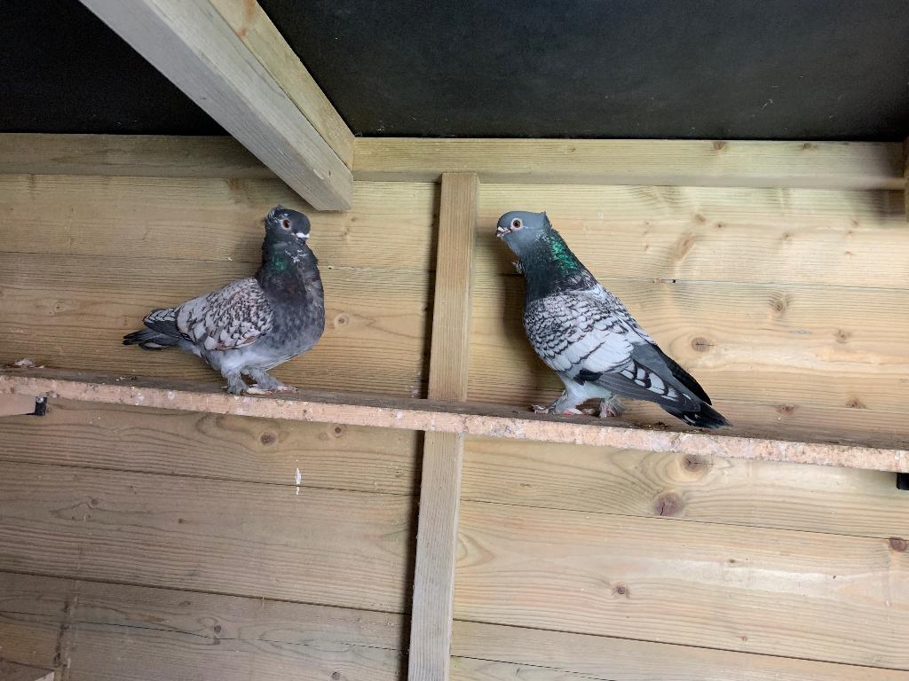 Koppel oud oosterse meeuwtjes met jongen, Dieren en Toebehoren, Vogels | Duiven, Meerdere dieren, Overige soorten