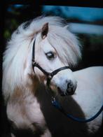 Mooie palomino merrie, Dieren en Toebehoren, Merrie