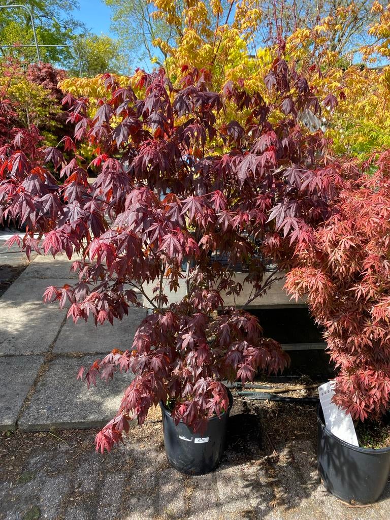 Japanse esdoorn Atropurpureum - Prachtige rode bladeren, Vaste plant, Bloeit niet, Halfschaduw, Ophalen