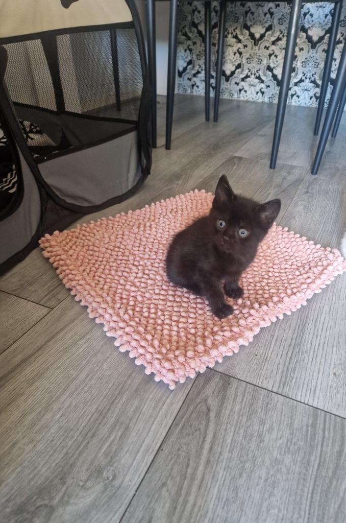 Nog 2 schattige kittens BEIDE GERESERVEERD )