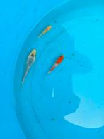 3 Koikarpertjes uit eigen kweek soortenmix, Karper of Koi