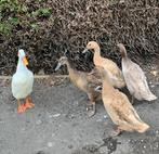 Indische loopeenden, Dieren en Toebehoren, Pluimvee, Meerdere dieren, Eend