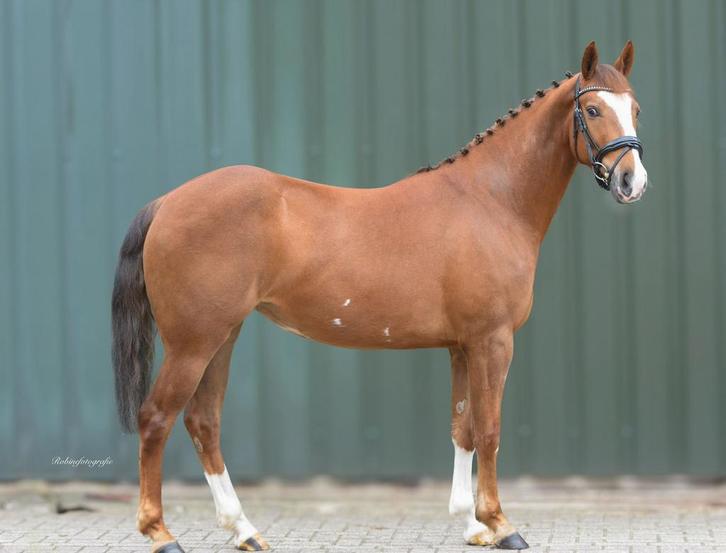 Lieve & talentvolle D pony merrie!, Dieren en Toebehoren, Pony's, Merrie, B, D pony (1.37m tot 1.48m), Springpony, 3 tot 6 jaar