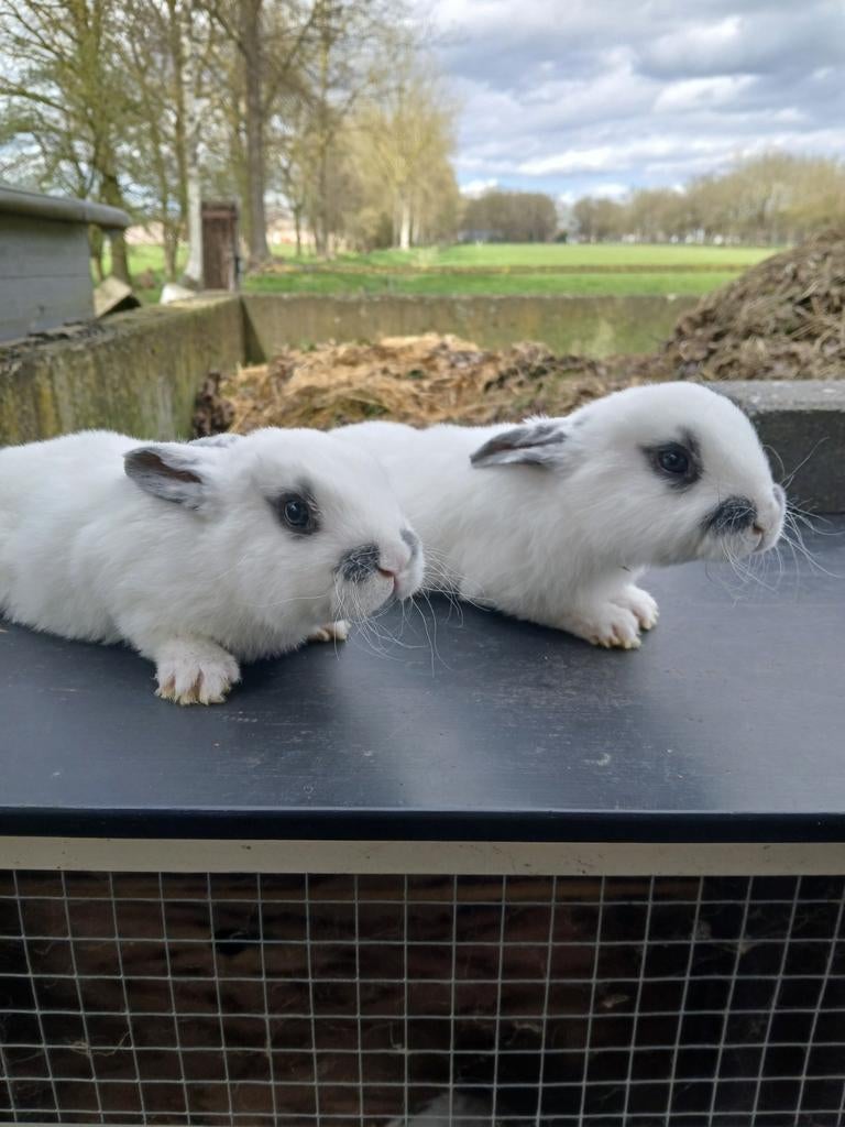 2 mooie Rex konijntjes meisjes, Dieren en Toebehoren, Meerdere dieren, Middelgroot, 0 tot 2 jaar