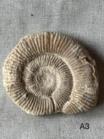 Stenen fossielen ammoniet 7cm diameter, Verzamelen, Mineralen en Fossielen, Ophalen, Fossiel