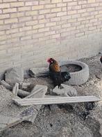 Krielhaantje, Dieren en Toebehoren, Mannelijk, Kip