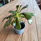 Aeonium arboreum plant, jonge plant, Ophalen of Verzenden, Halfschaduw, Minder dan 100 cm
