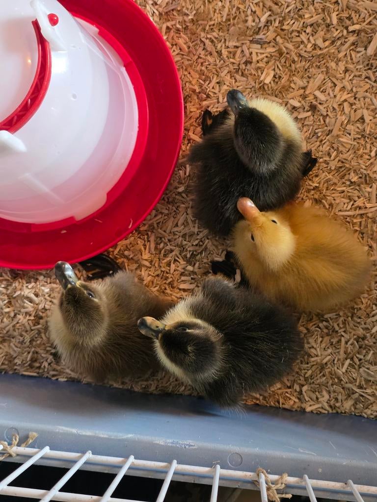 Loopeend kuikens, Dieren en Toebehoren, Pluimvee, Geslacht onbekend, Eend