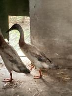 Loopeenden, Dieren en Toebehoren, Pluimvee, Mannelijk, Eend